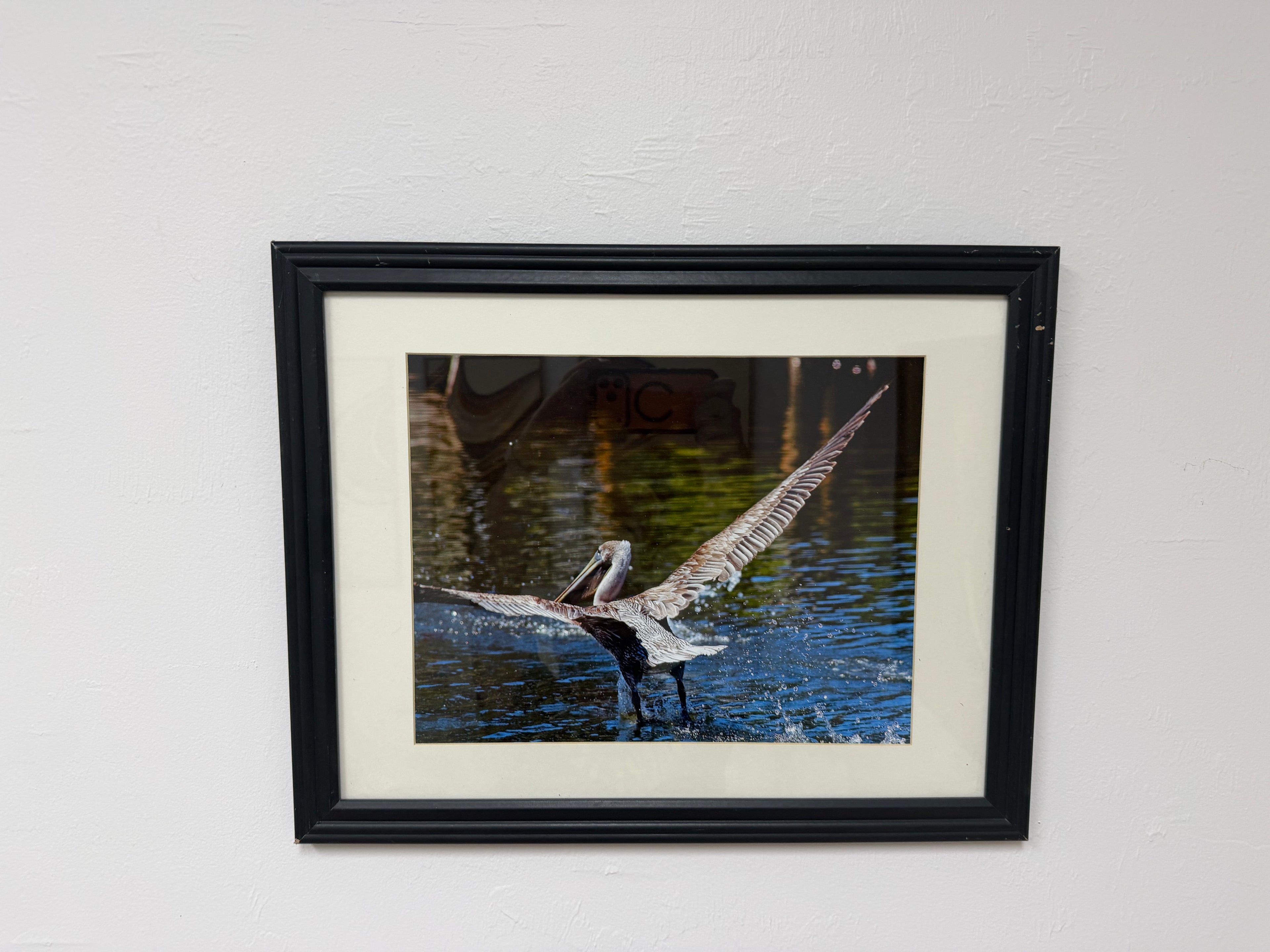 Brown Pelican Taking Flight Action Photography Print – Framed Coastal Wildlife Wall Art