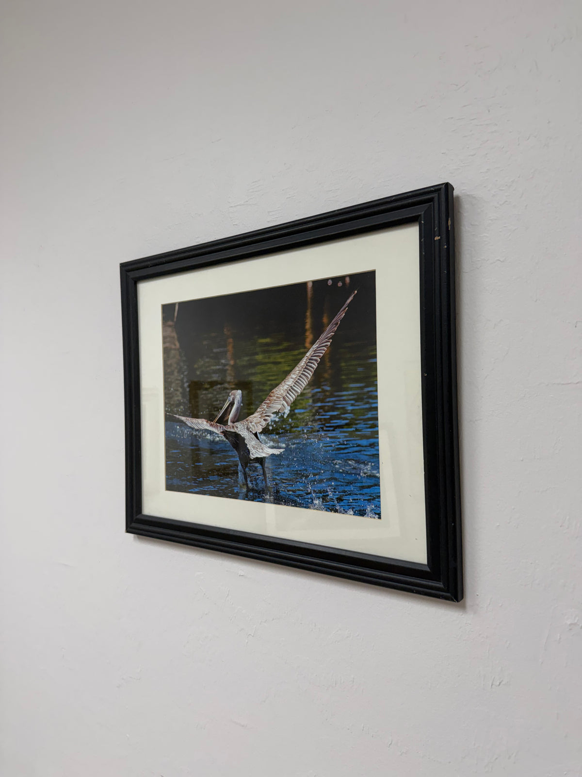 Brown Pelican Taking Flight Action Photography Print – Framed Coastal Wildlife Wall Art